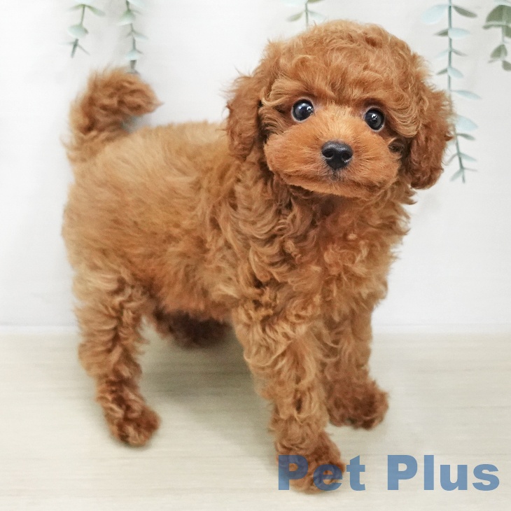 トイ・プードル