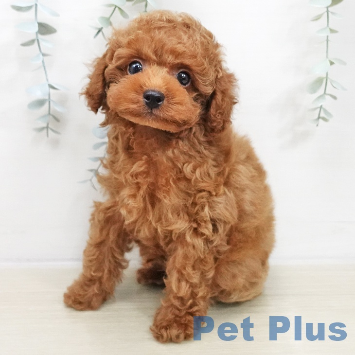 トイ・プードルの写真2