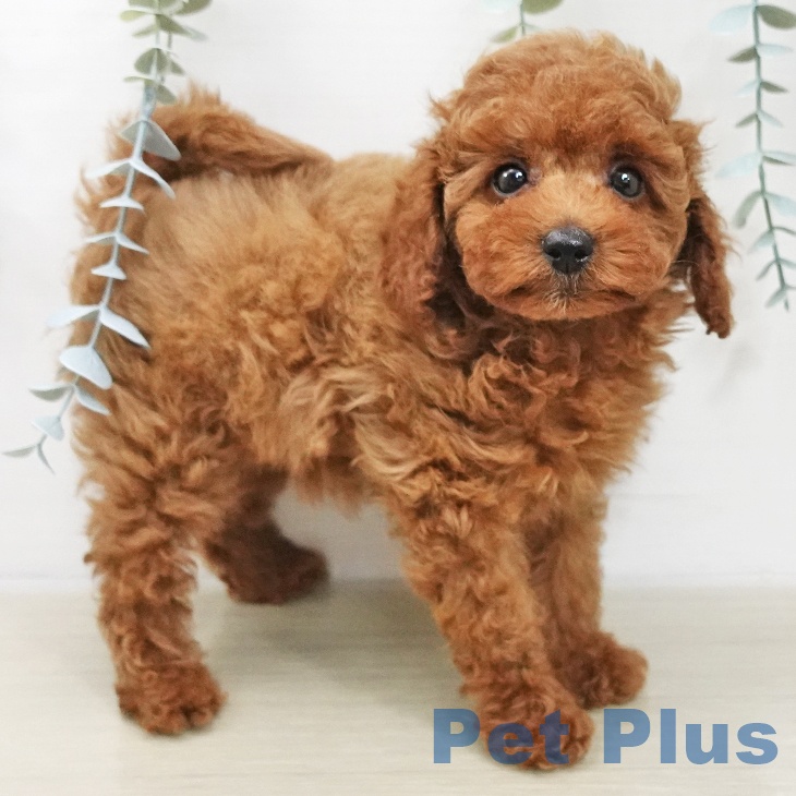 トイ・プードルの写真2