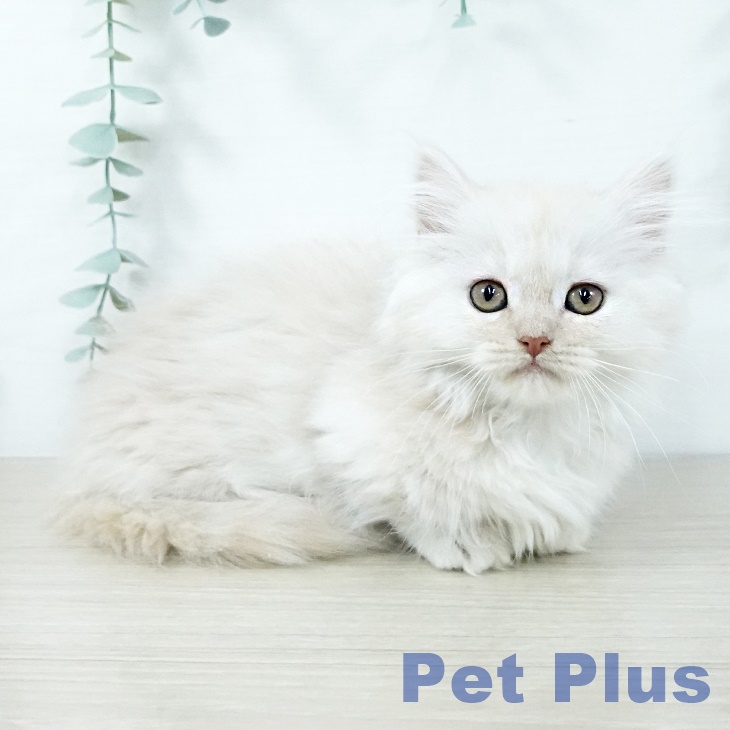 ミヌエットの写真2