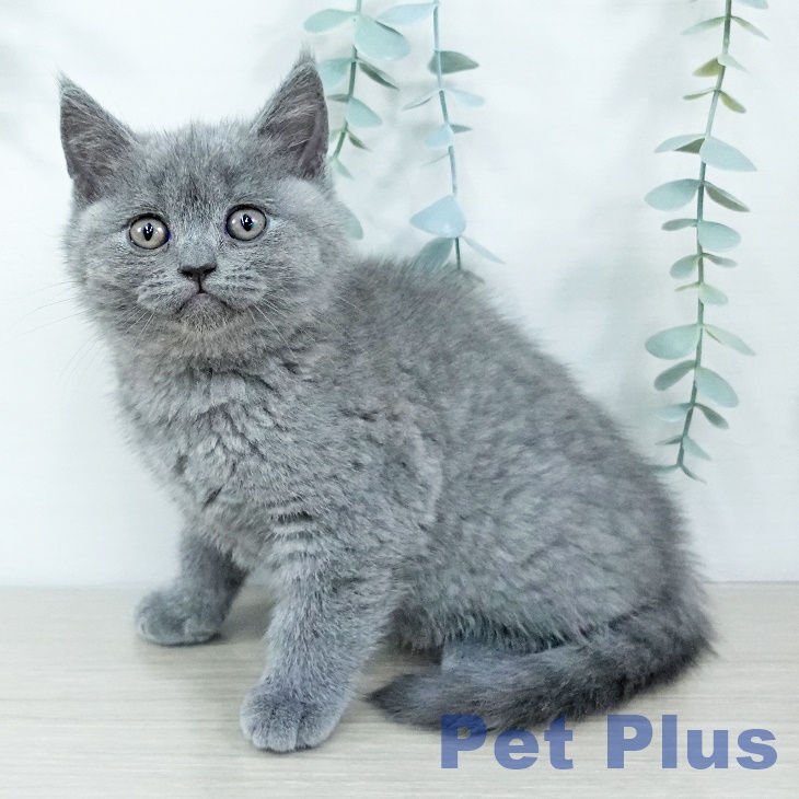 ブリティッシュショートヘア