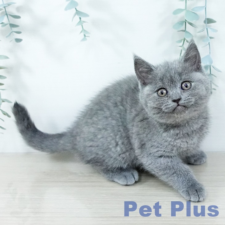 ブリティッシュショートヘア