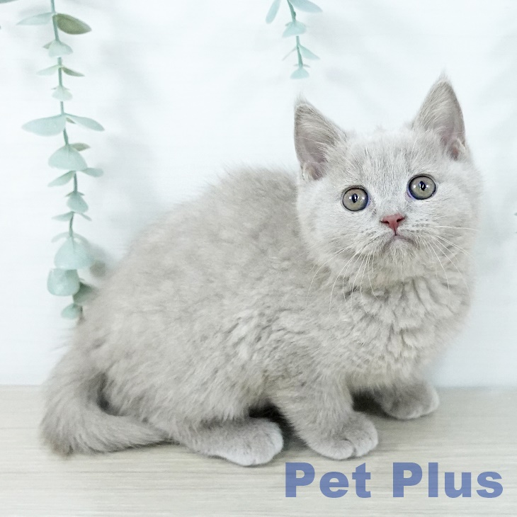 ブリティッシュショートヘア