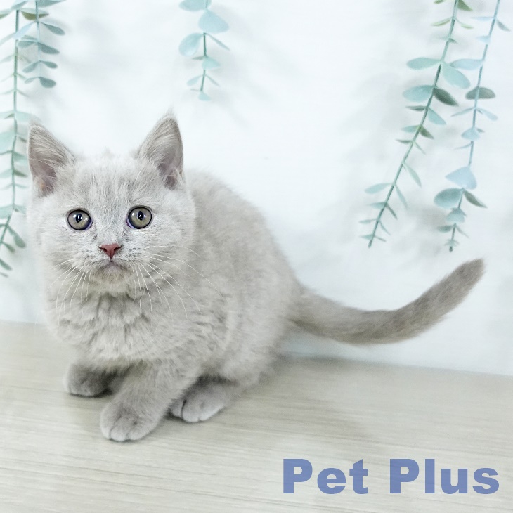 ブリティッシュショートヘアの写真2