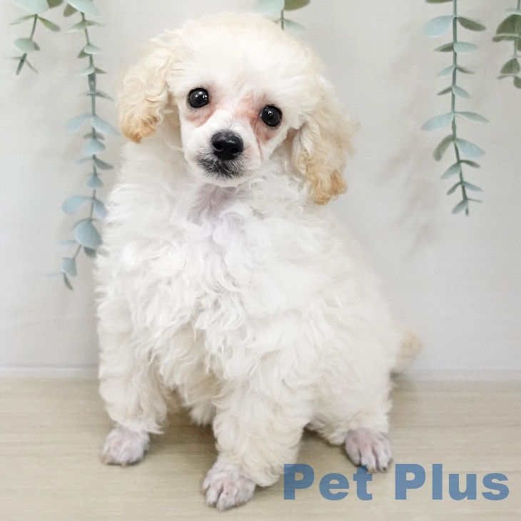 トイ・プードル