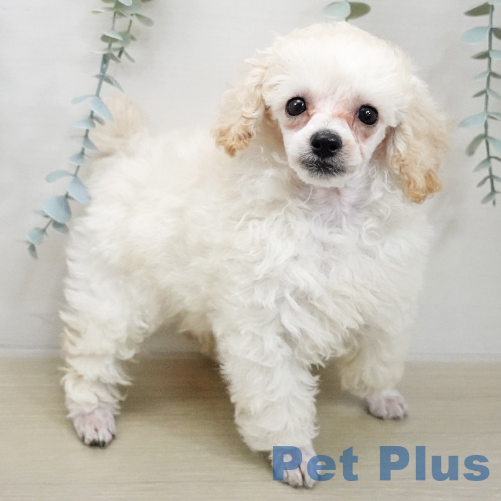 トイ・プードルの写真2