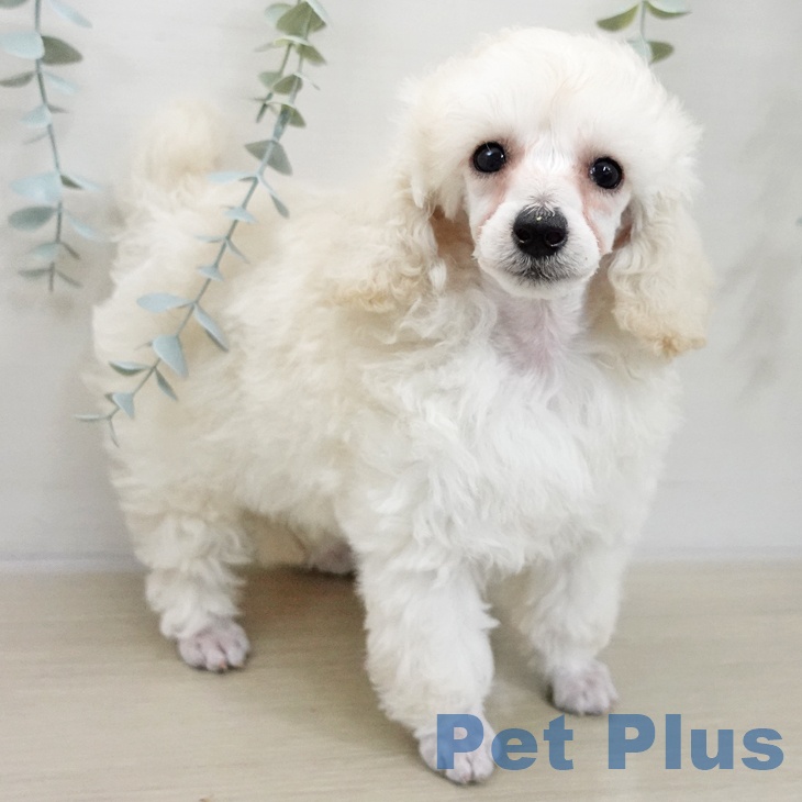 トイ・プードル