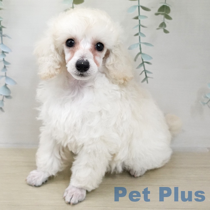 トイ・プードルの写真2