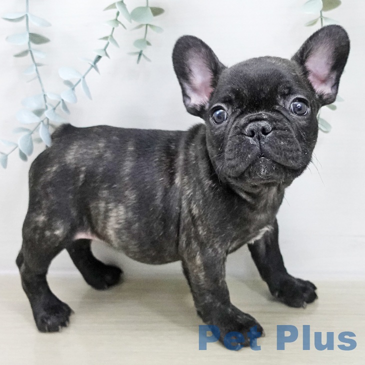 フレンチ・ブルドッグの写真2