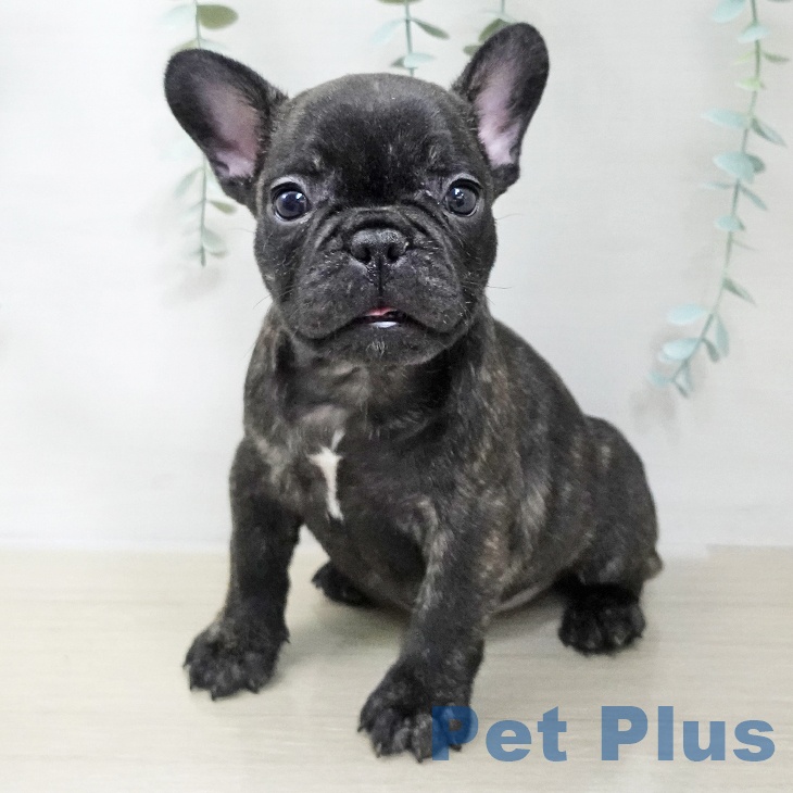 フレンチ・ブルドッグ