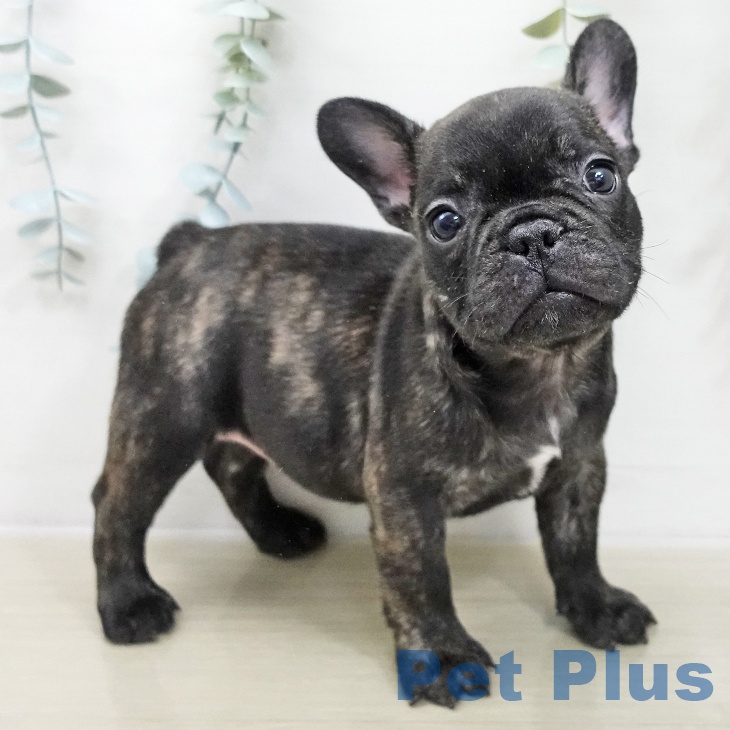 フレンチ・ブルドッグの写真2