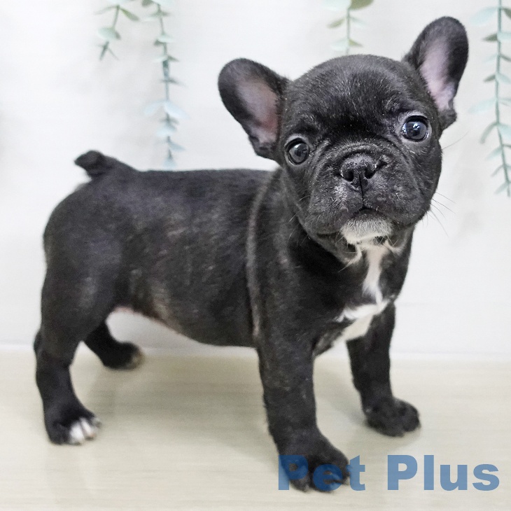 フレンチ・ブルドッグの写真2