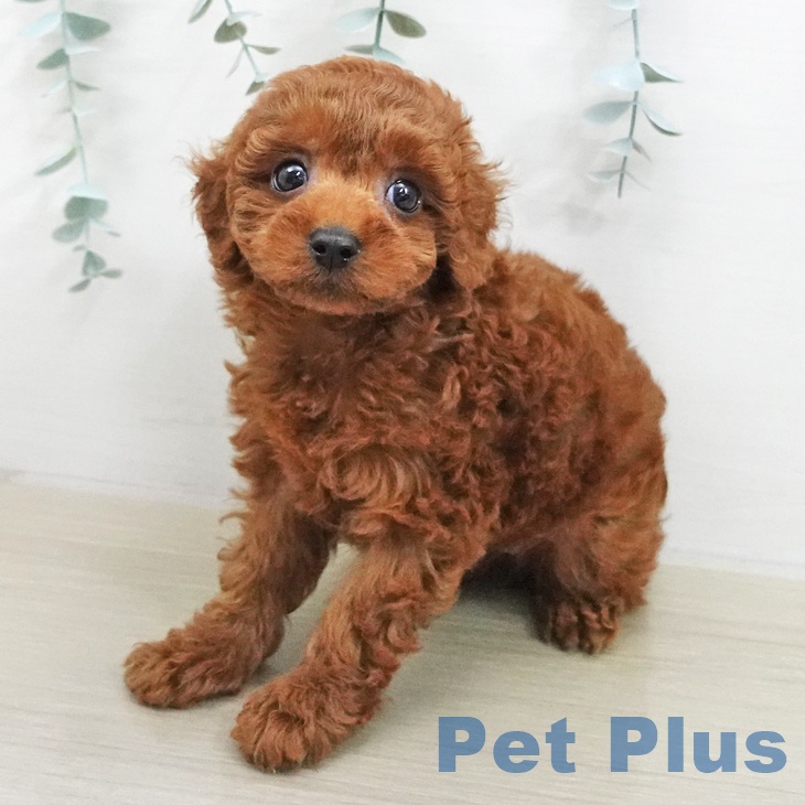 トイ・プードル