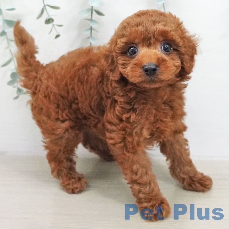 トイ・プードルの写真2