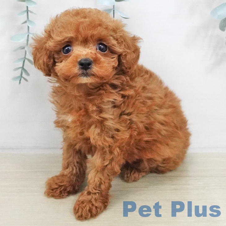 トイ・プードルの写真2