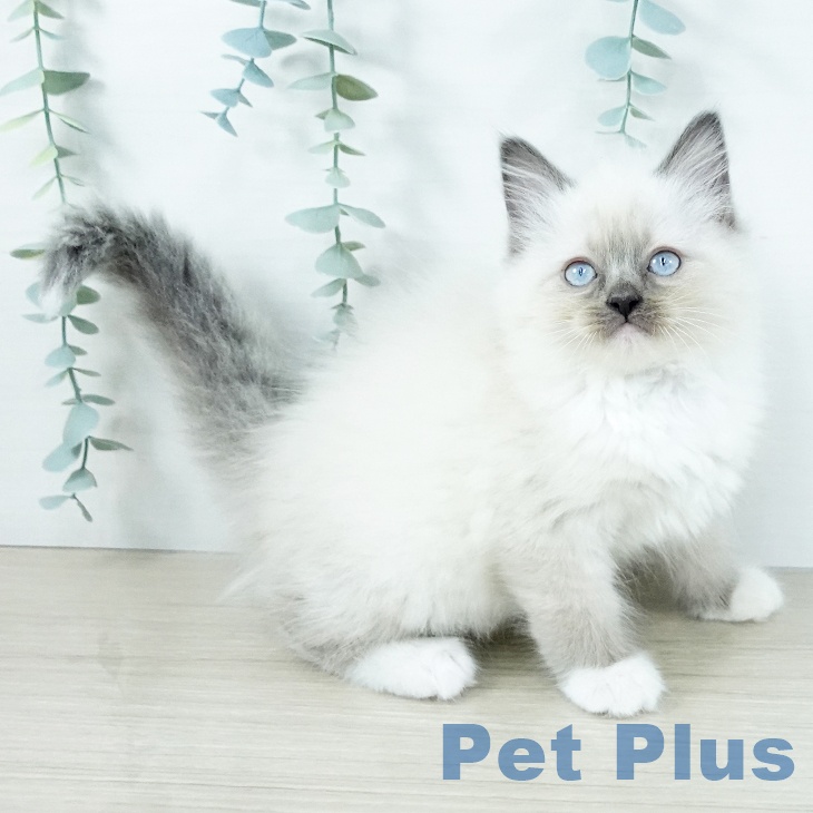 ラグドールの写真2