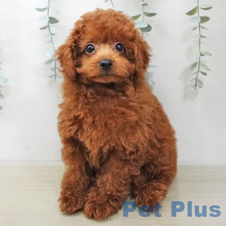 トイ・プードル