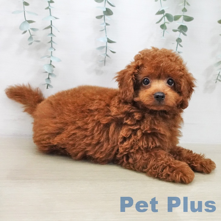 トイ・プードルの写真2