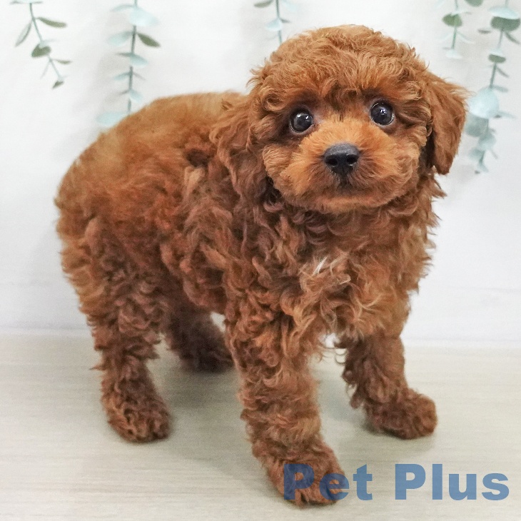 トイ・プードル