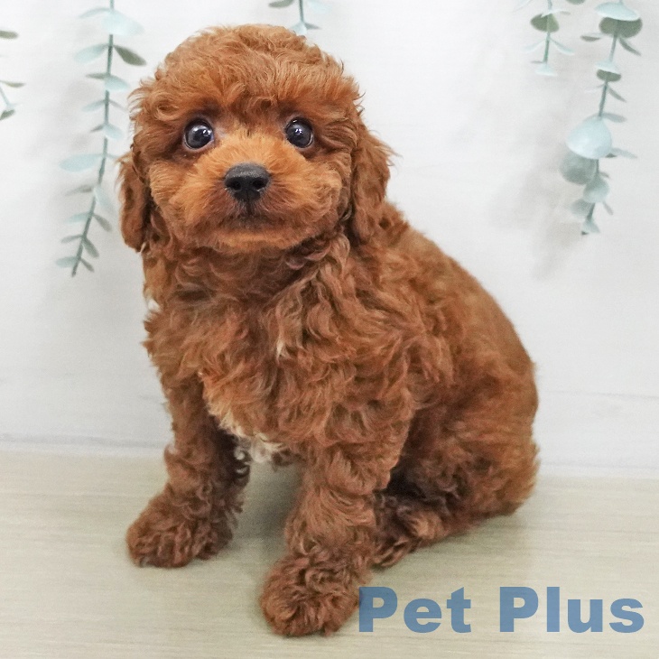 トイ・プードルの写真2