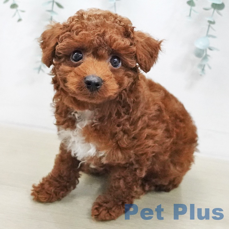 トイ・プードルの写真2