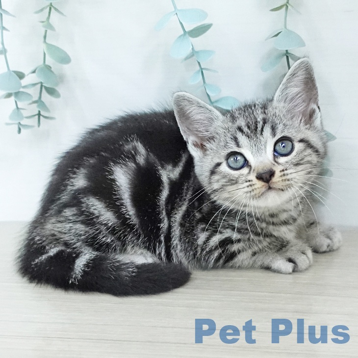 アメリカンショートヘア