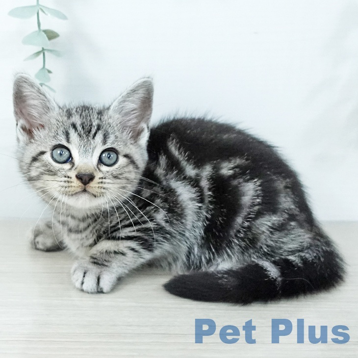 アメリカンショートヘアの写真2