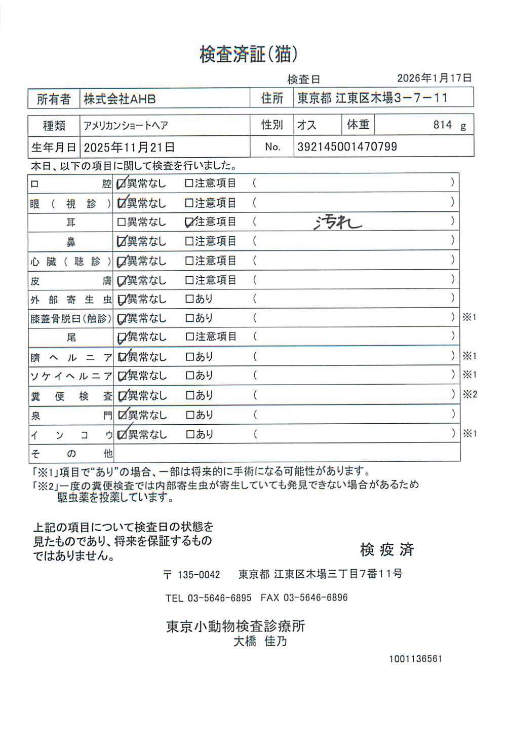 アメリカンショートヘア