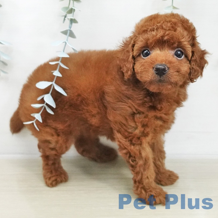 トイ・プードルの写真2