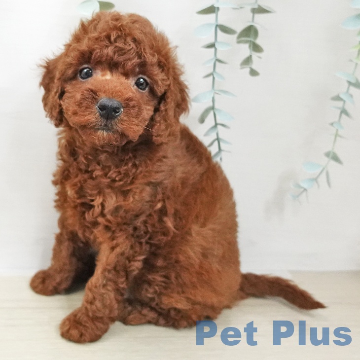 トイ・プードル