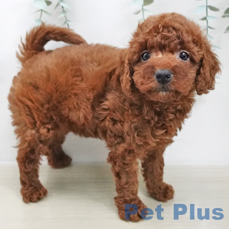 トイ・プードルの写真2