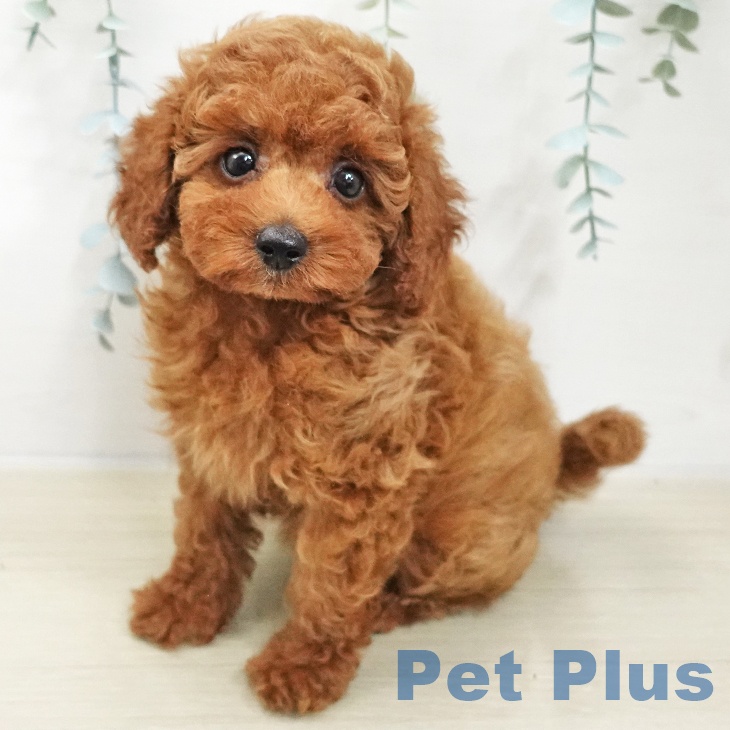 トイ・プードル