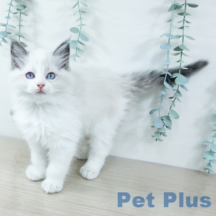 ラグドールの写真2