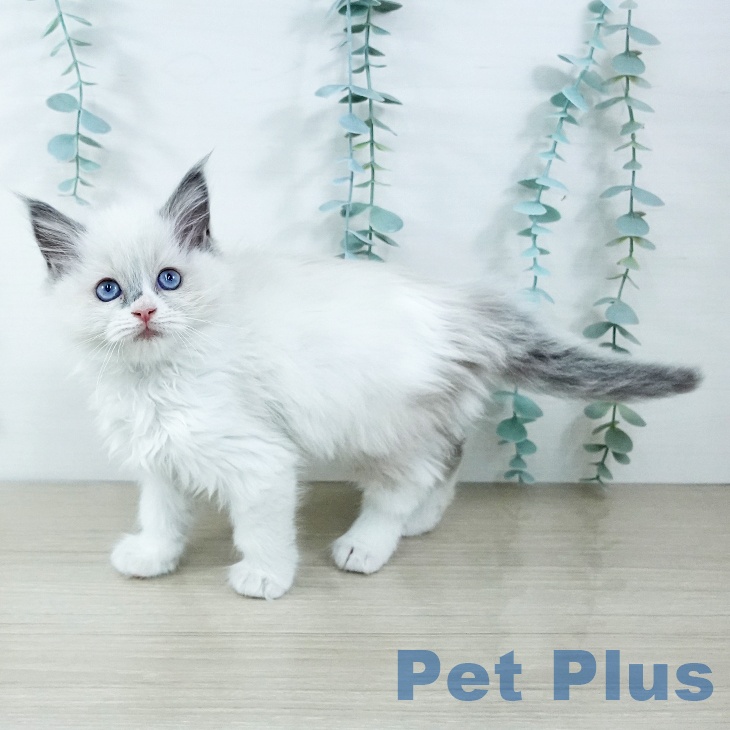 ラグドールの写真2