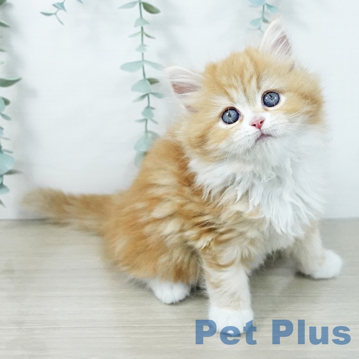 サイベリアンの写真2