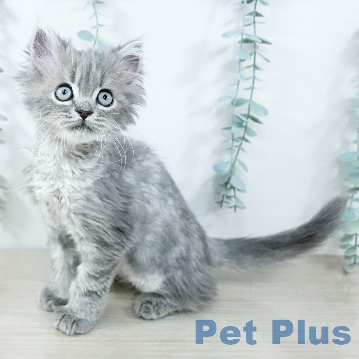 ミヌエットの写真2