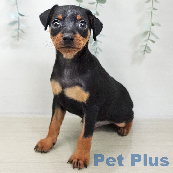 ミニチュア・ピンシャー