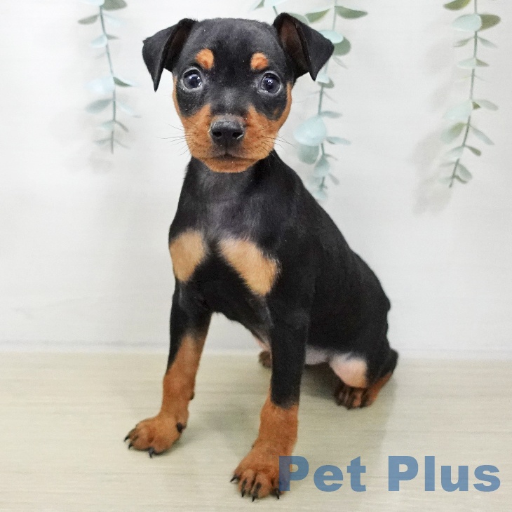 ミニチュア・ピンシャー