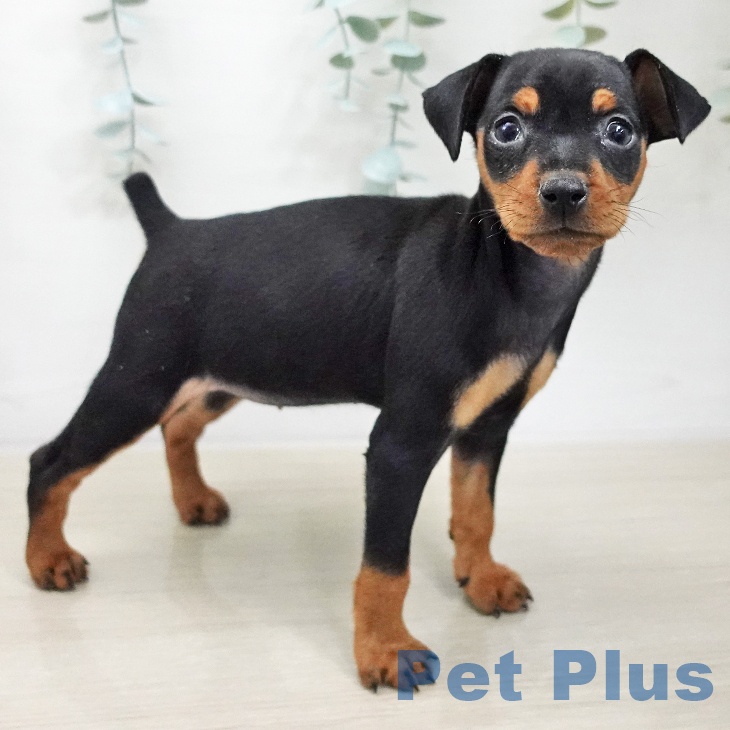 ミニチュア・ピンシャーの写真2