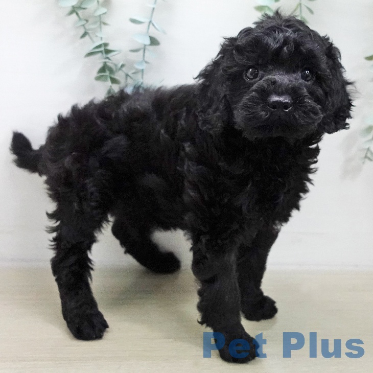 トイ・プードルの写真2