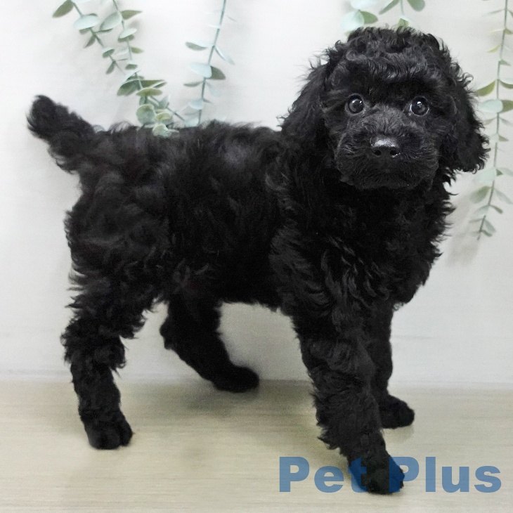 トイ・プードル