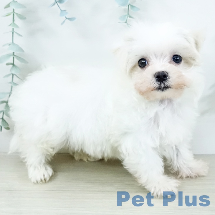 マルチーズの写真2