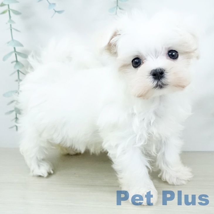 マルチーズの写真2