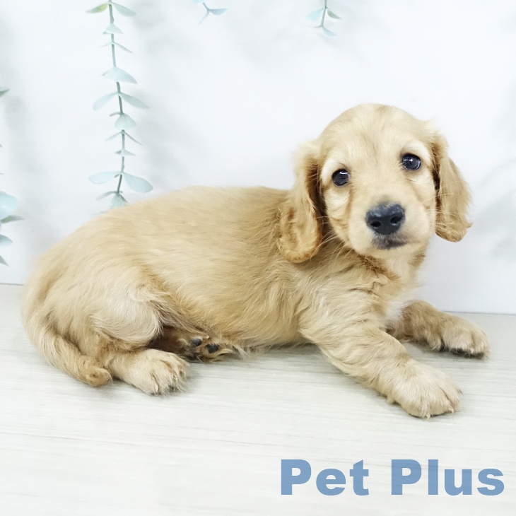 カニーンヘン・ダックスフンド