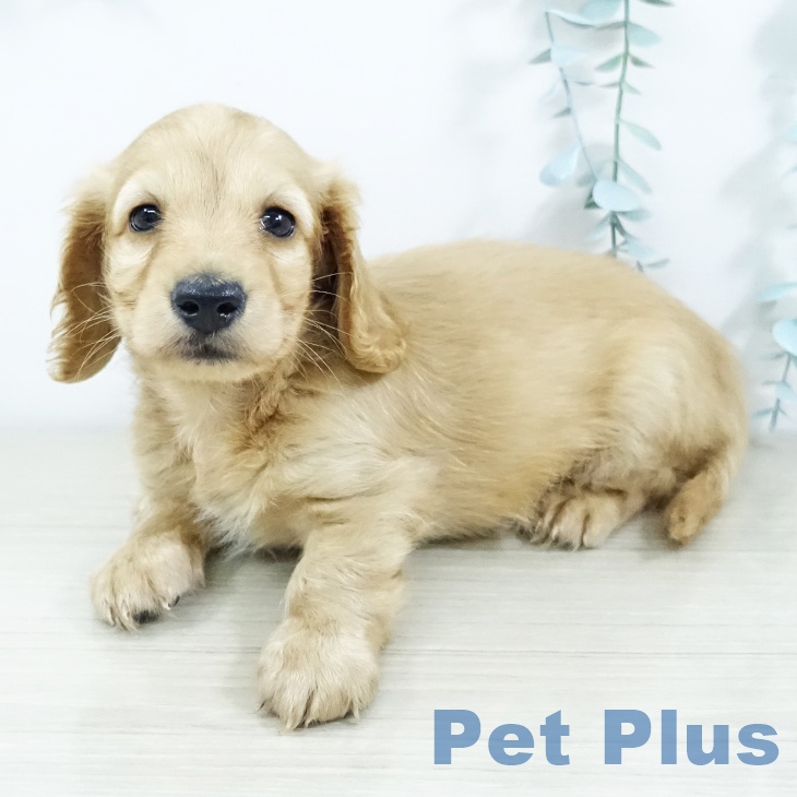 カニーンヘン・ダックスフンドの写真2