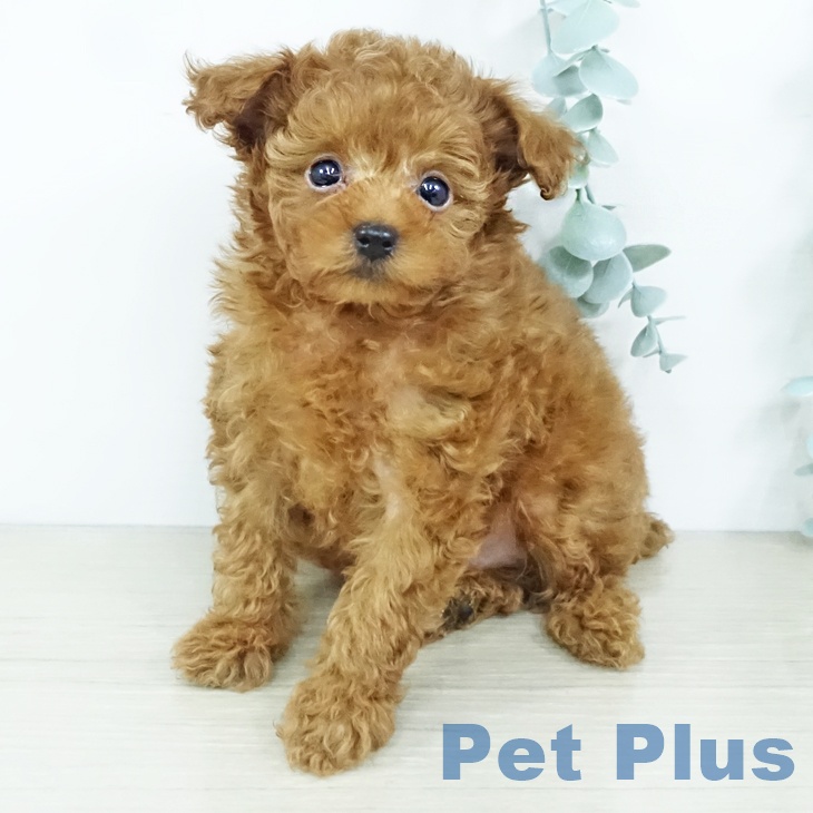 トイ・プードル