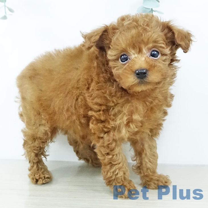 トイ・プードルの写真2