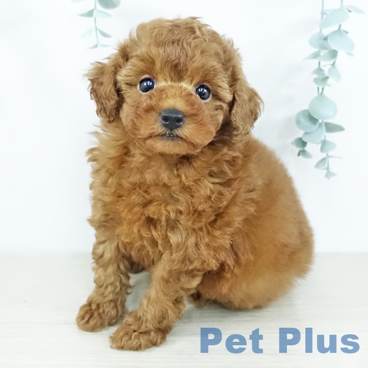 トイ・プードル