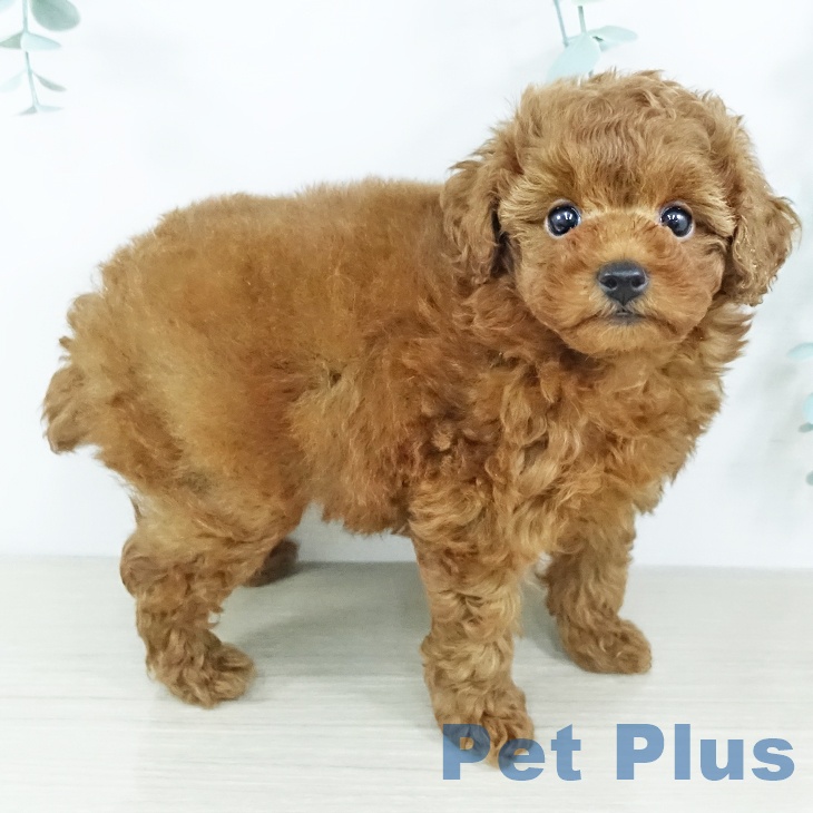 トイ・プードルの写真2