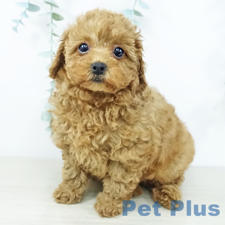 トイ・プードル